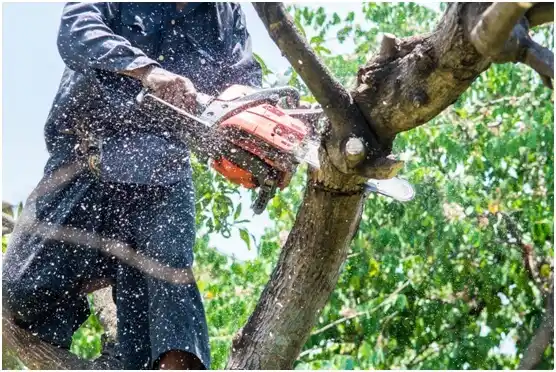 tree services Cerrillos Hoyos